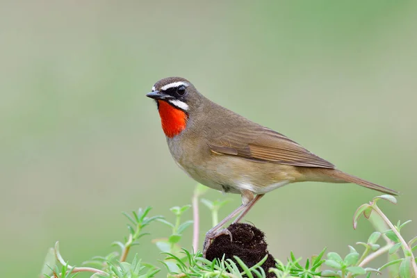 Indah Burung Coklat Dengan Leher Merah Cerah Dan Mata Tajam — Stok Foto