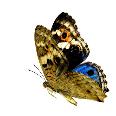 Beautiful flying blue butterfly, the Blue Pansy butterfly (Junonia orithya) isolated on white background