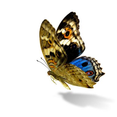 Beautiful flying blue butterfly, Blue Pansy (junonia orithya) isolated on white background