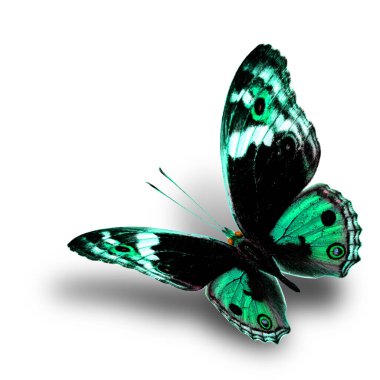 the beautiful flying pale green butterfly with nice soft shadow beneath on white background, blue pansy butterfly in fancy color profile