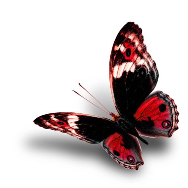 the beautiful flying red butterfly with nice soft shadow beneath on white background, blue pansy butterfly in fancy color profile