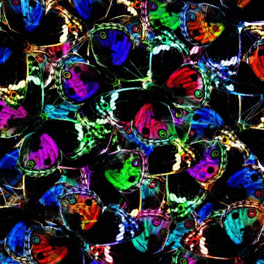 Exotic Colorful Background Texture made from Fresh Blue Pansy Butterflies in a great patterns design