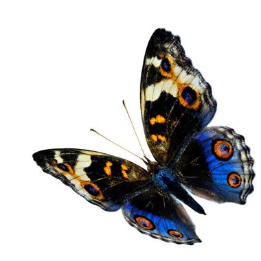 Uçan egzotik mavi kelebek, beyaz arka planda izole edilmiş Mavi Pansy kelebeği