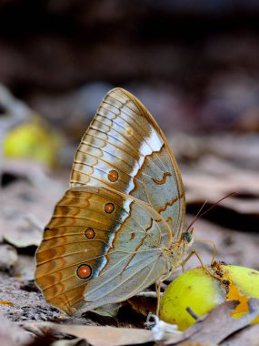 Beautiful Butterfly in nature, Cambodian Junglequeen sipping syrup from sweet fruit on the ground
