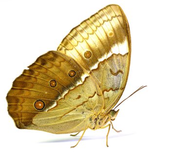 Beautiful butterfly, Camberdian junglequeen on white background