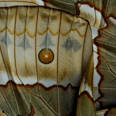 Brown and amazing lines with sharp details of Cambodian Junglequeen butterfly's wing texture as the great background and design