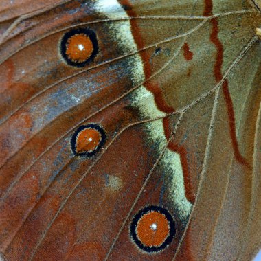 Close up of Cambodian Junglequeen butterfly's wing with nice details and texture, amazing background