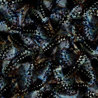 Exotic Grey and Black Background made of Cambodian Junglequeen Butterflies in the greatest design and pattern
