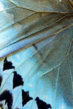 Kamboçya Orman Kraliçesi Kelebeği 'nin açık yeşil ve açık mavi arka planı.