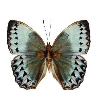 Kamboçya Orman Kraliçesi kelebek arka kanat bölümü beyaz arka planda izole edilmiş doğal renk profili, güzel kelebek