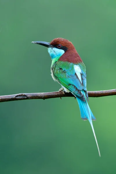 Beautiful Blue Green Red Head Long Pin Tail Rainny Season — Stock Photo, Image