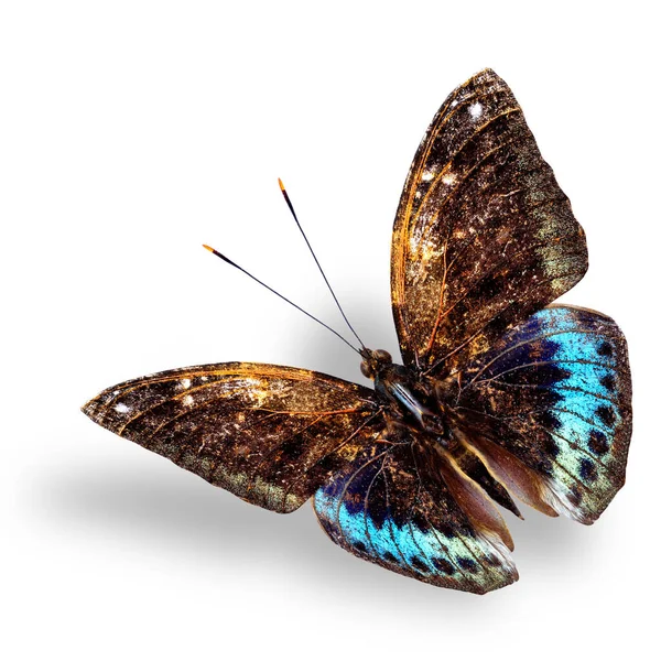 Gyönyörű Kék Barna Repülő Pillangó Black Tip Főherceg Pillangó Lágy — Stock Fotó