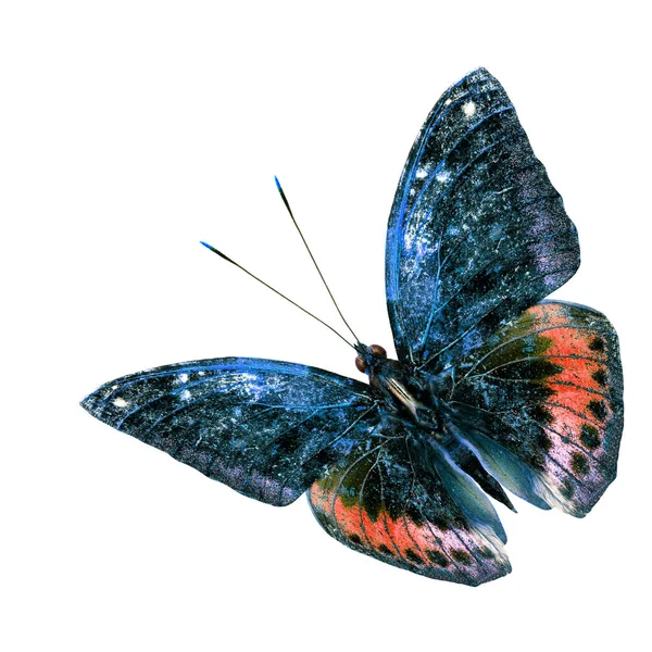 Mooie Blauwe Rode Vliegende Vlinder Geïsoleerd Witte Achtergrond — Stockfoto