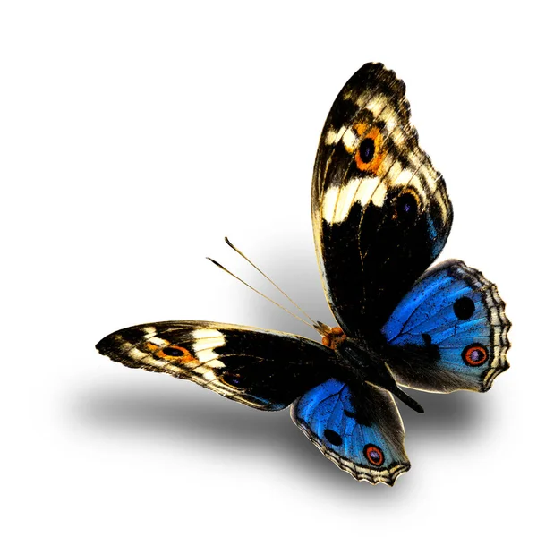 Blue Pansy Junonia Orithya Beautiful Flying Blue Butterfly Nice Soft — Stock Fotó