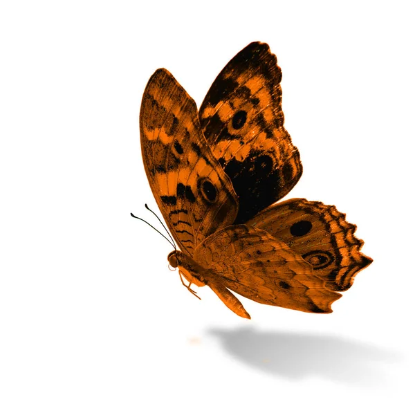 Beautiful Flying Orange Butterfly Blue Pansy Junonia Orithya Fancy Color — Stok Foto