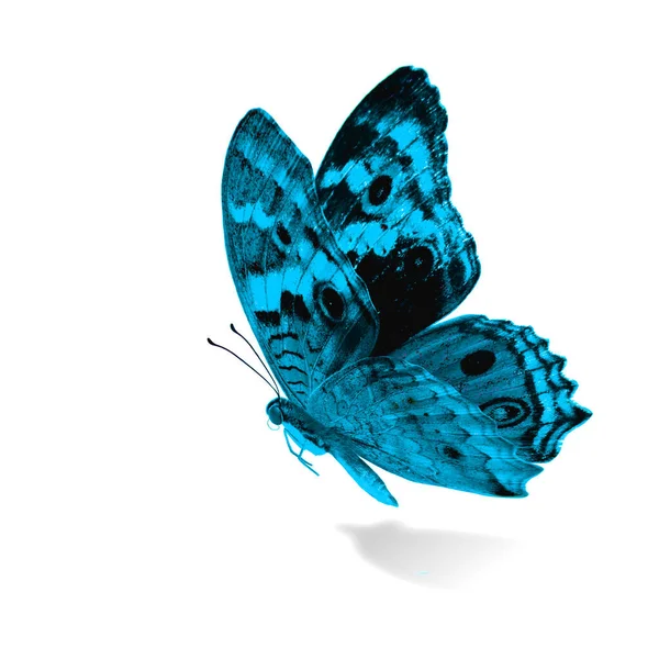 Beautiful Flying Turquoise Blue Butterfly Blue Pansy Junonia Orithya Fancy — Stok Foto