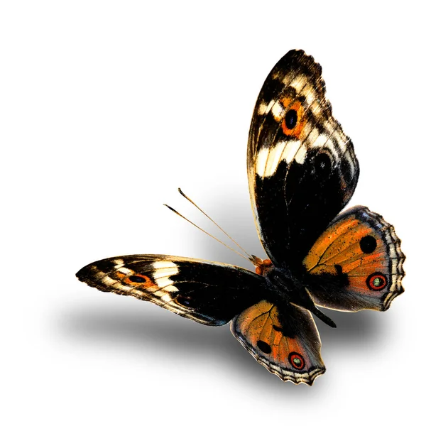 Beautiful Flying Golden Butterfly Nice Soft Shadow White Background Blue — Stok Foto