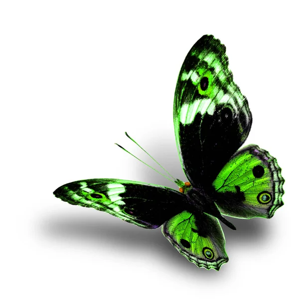 Beautiful Flying Green Butterfly Nice Soft Shadow White Background Blue — Stok Foto