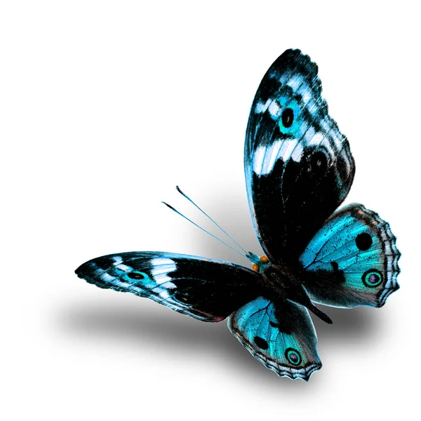 美丽的飞翔的淡蓝色蝴蝶 在白色的背景下有着柔软的阴影 蓝色的粉红蝴蝶 色彩艳丽 — 图库照片
