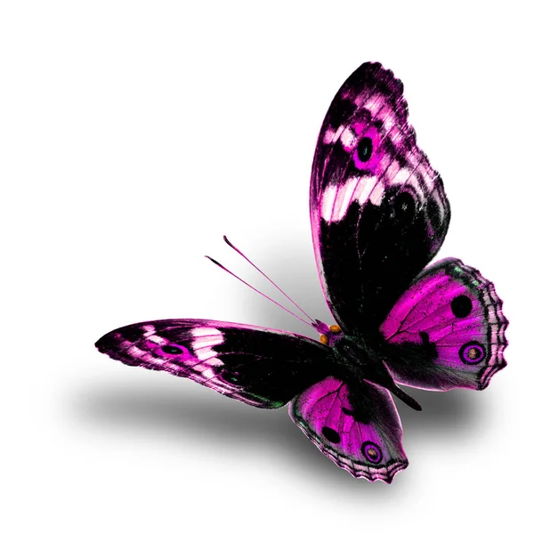 Beautiful Flying Pink Butterfly Nice Soft Shadow White Background Blue — Stok Foto