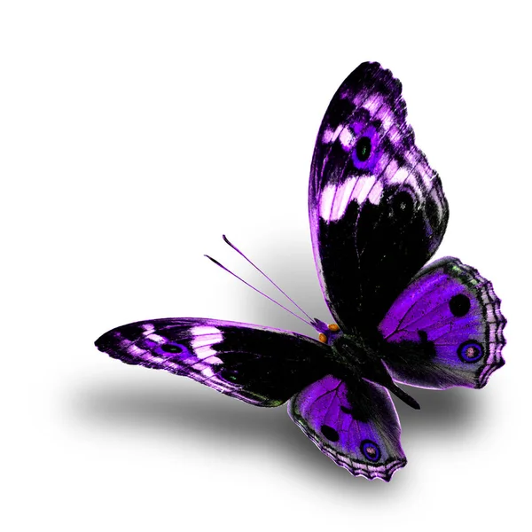 Beautiful Flying Purple Butterfly Nice Soft Shadow White Background Blue — Foto de Stock