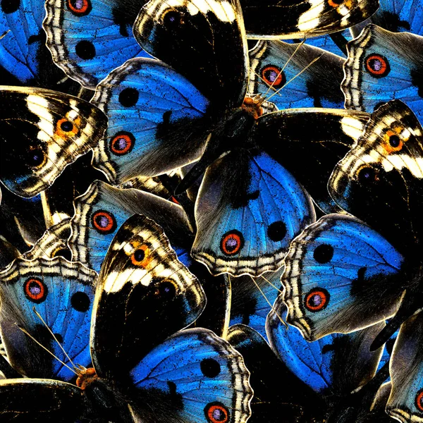 Exotic Blue Background Texture Made Blue Pansy Butterflies Great Patterns — Fotografia de Stock