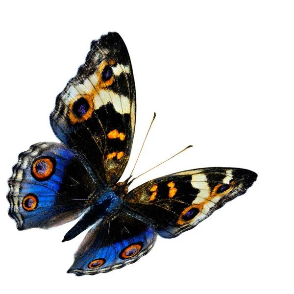 异国情调的蓝色蝴蝶 蓝色斑纹蝴蝶 背景白色 有清晰的细节 — 图库照片