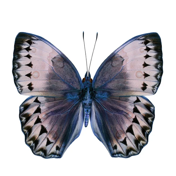 Όμορφη Μπλε Πεταλούδα Καμπότζη Junglequeen Φανταχτερό Χρώμα Σχέδιο Απομονώνονται Λευκό — Φωτογραφία Αρχείου