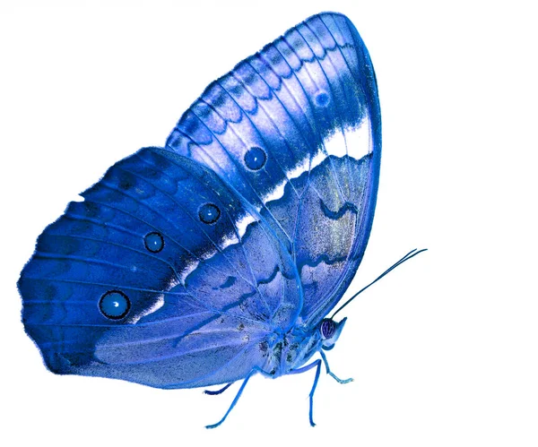 Beautiful Blue Butterfly Cambodian Junglequeen Side View Fancy Color Profile — Stok Foto
