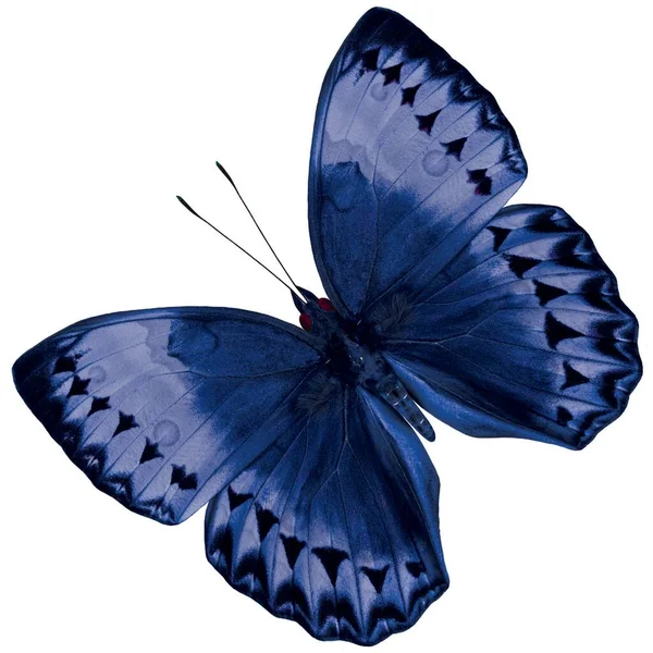 Όμορφη Μπλε Πεταλούδα Καμπότζη Junglequeen Φανταχτερό Χρώμα Απομονώνονται Λευκό Φόντο — Φωτογραφία Αρχείου