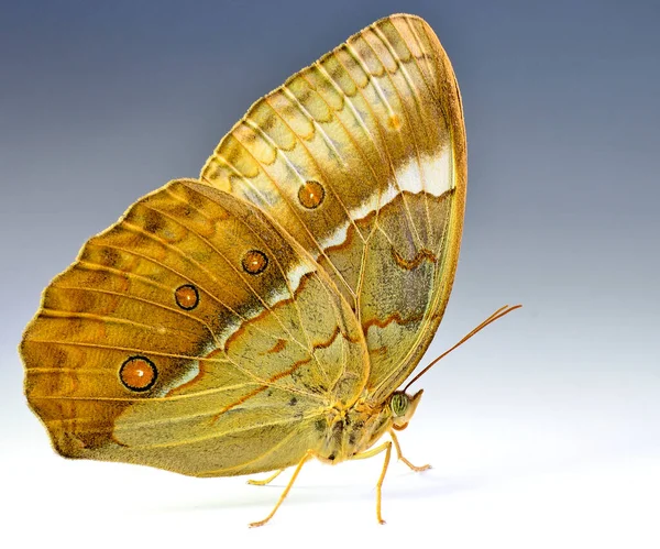 Beautiful Cambodian Junglequeen Butterfly White Background Nice Soft Grey Lighting — Stock fotografie