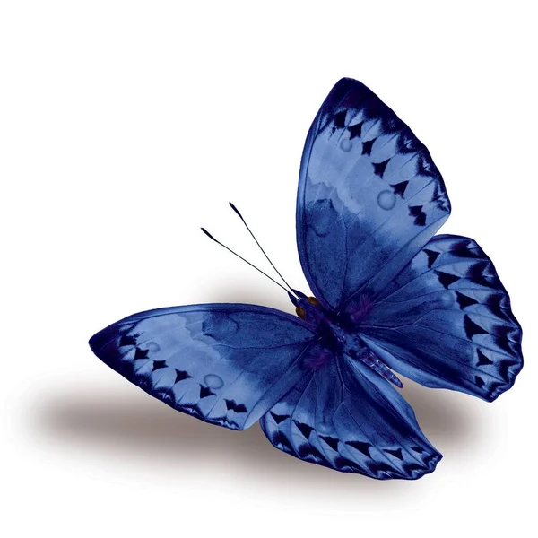Όμορφη Ιπτάμενη Μπλε Πεταλούδα Καμποτζιανή Junglequeen Φανταχτερό Χρώμα Απομονώνονται Λευκό — Φωτογραφία Αρχείου