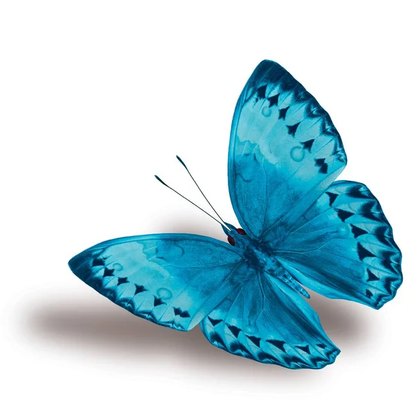 Beautiful Flying Light Blue Butterfly Cambodian Junglequeen Fancy Color Isolated — Stok Foto