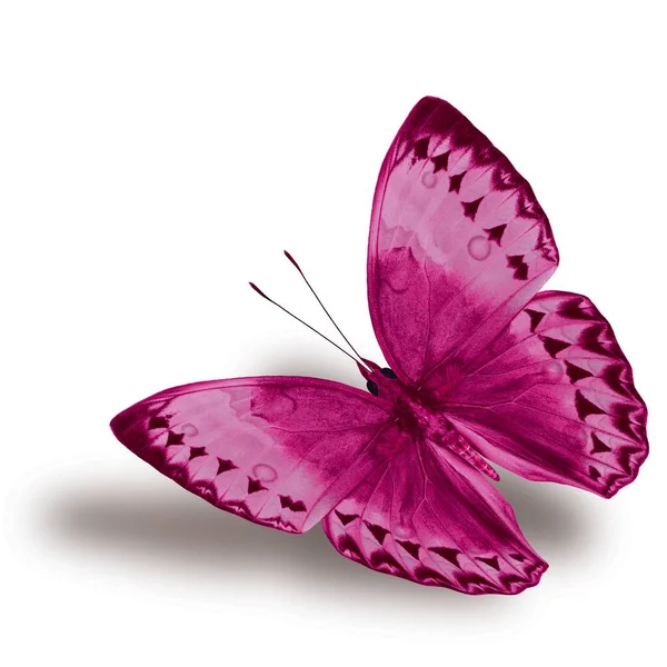 Beau Papillon Rose Volant Junglequeen Cambodgienne Couleur Fantaisie Isolé Sur — Photo