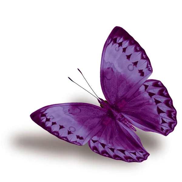 Beautiful Flying Purple Butterfly Cambodian Junglequeen Fancy Color Isolated White — Stock Photo, Image