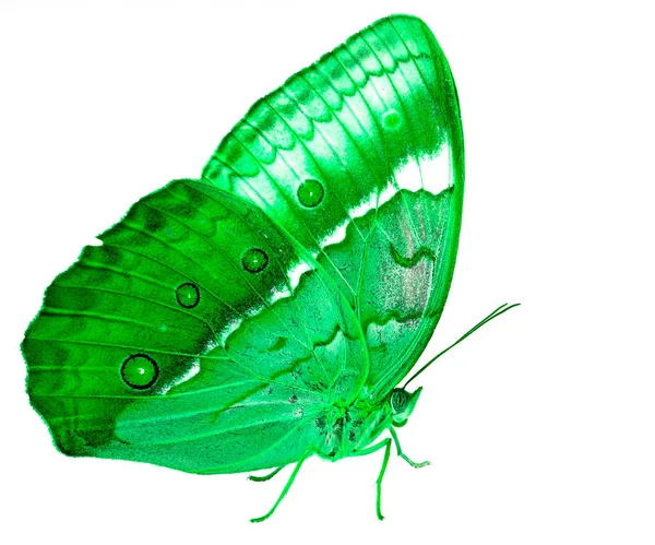 Beautiful Green Butterfly Cambodian Junglequeen Side View Fancy Color Profile — Stock Photo, Image