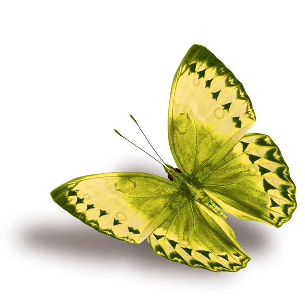 Beautiful Flying Yellow Butterfly Cambodian Junglequeen Fancy Color Isolated White — Stock Photo, Image