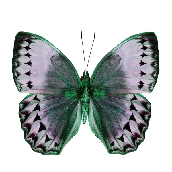 Beautiful Green Grey Butterfly Камбоджа Junglequeen Модних Кольорах Ізольований Білому — стокове фото