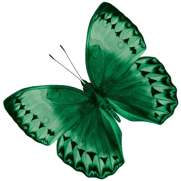 Frumos Fluture Verde Cambodgia Junglequeen Izolat Fundal Alb Profil Culoare — Fotografie, imagine de stoc