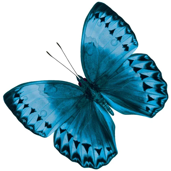 Beautiful Light Blue Butterfly Cambodia Junglequeen Fancy Color Isolated White — Stok Foto