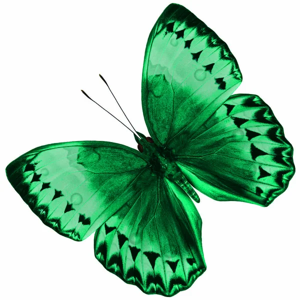 Beautiful Light Green Butterfly Камбоджа Junglequeen Ізольований Білому Тлі Хорошим — стокове фото