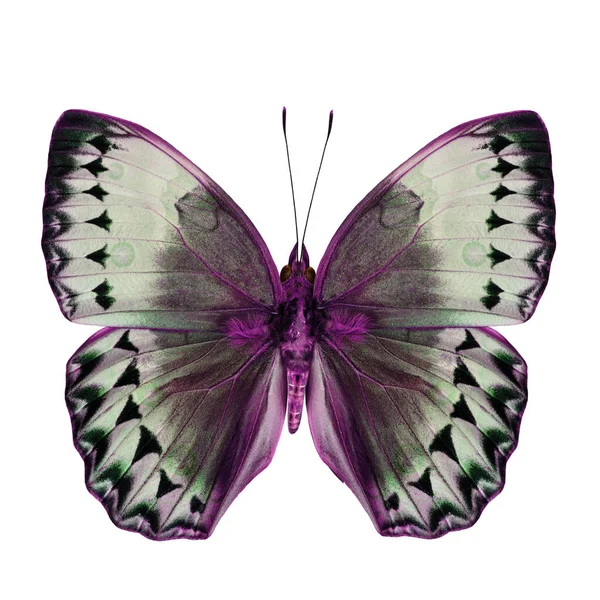 Beautiful Pink Grey Butterfly Cambodia Junglequeen Fancy Color Scheme Isolated — Stock fotografie