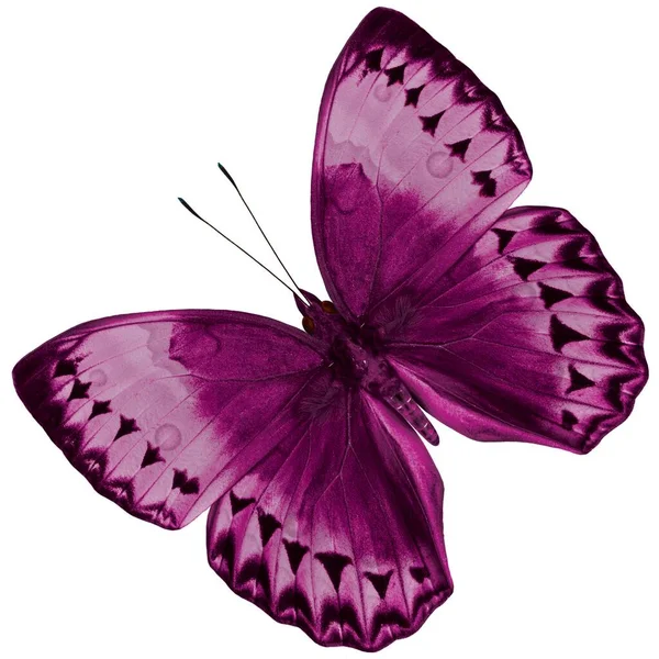 Beautiful Pink Butterfly Cambodia Junglequeen Isolated White Background Nice Color — Foto de Stock
