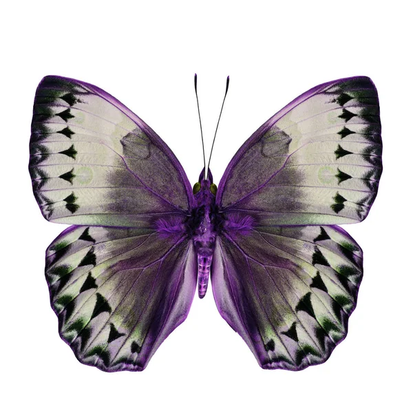 Чудовий Пурпуровий Сірий Метелик Камбоджа Модних Кольорах Ізольований Білому Тлі — стокове фото