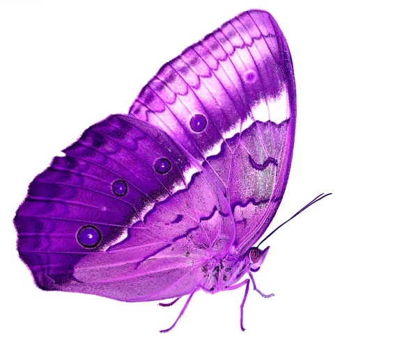 Beautiful Purple Butterfly Cambodian Junglequeen Side View Fancy Color Profile — ストック写真