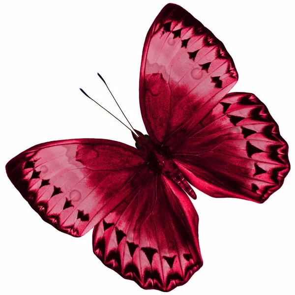 Beautiful Red Butterfly Cambodia Junglequeen Fancy Color Isolated White Background — Stok Foto