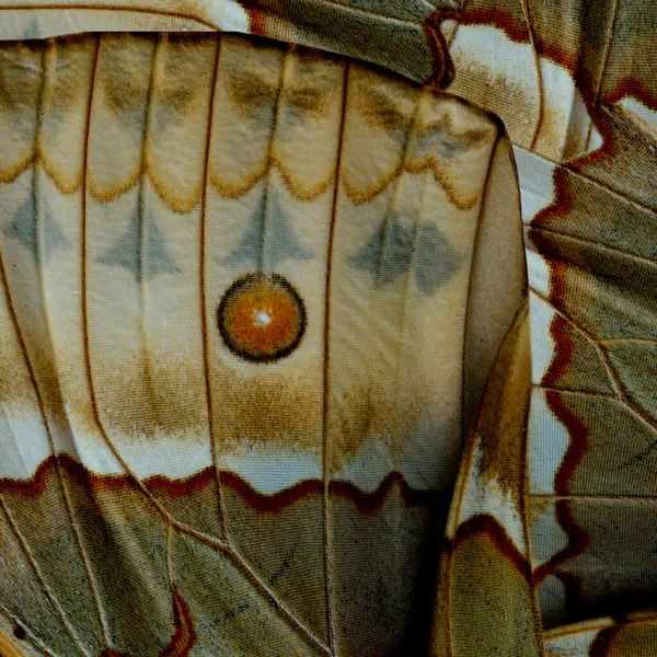 Brown Amazing Lines Sharp Details Cambodian Junglequeen Butterfly Wing Texture — Zdjęcie stockowe