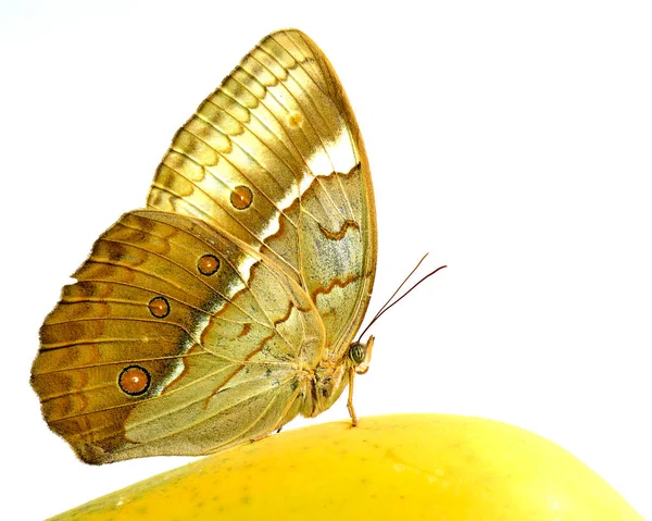 Cambodjaanse Junglequeen Vlinder Zittend Gele Mango Fruit Natuur Geïsoleerd Witte — Stockfoto