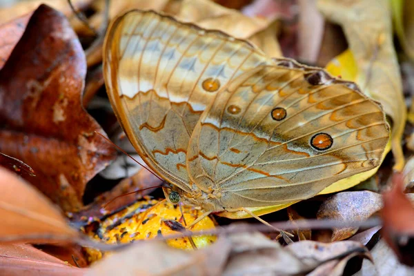 Primer Plano Hermosa Mariposa Naturaleza Junglequeen Camboyana Mariposa Muy Rara — Foto de Stock