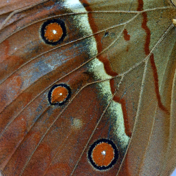 Close Cambodian Junglequeen Butterfly Wing Nice Details Texture Amazing Background — Stockfoto